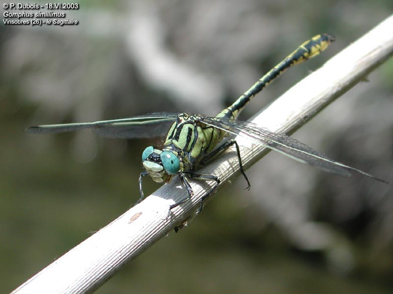 Gomphus similaire (Gomphus simillimus)