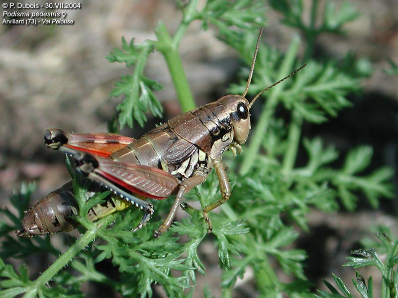 Кобылка бескрылая – Podisma pedestris (l.)