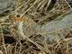 Le Mercure (Arethusana arethusa) : 800 x 600 pixels - 98.6 ko