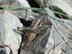 la Decticelle trompeuse (Pholidoptera fallax) : 800 x 600 pixels - 112.1 ko