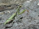 la Mante religieuse (Mantis religiosa) : 800 x 600 pixels - 93.1 ko