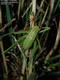 la Sauterelle (Leptophye) ponctue (Leptophyes punctatissima) : 600 x 800 pixels - 65,1 ko