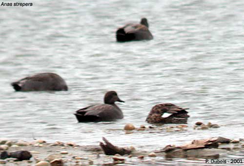 Canard chipeau (Anas strepera)
