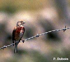 Linotte mlodieuse (Carduelis cannabina)