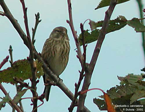 Linotte mlodieuse (Carduelis cannabina)