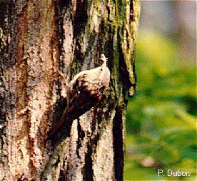 Grimpereau des jardins (Certhia brachydactyla)