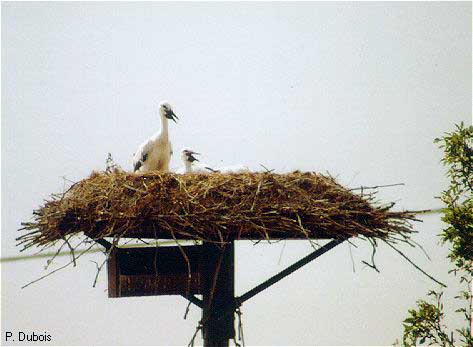 Cigogne blanche (Ciconia ciconia)