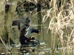 Gallinule Poule-d'eau (Gallinula chloropus)
