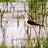 Echasse blanche (Himantopus himantopus)