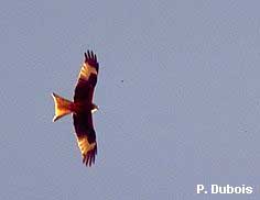 Milan royal (Milvus milvus)
