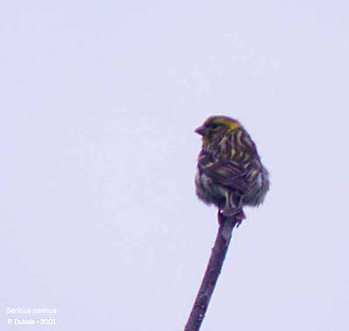 Serin cini (Serinus serinus)