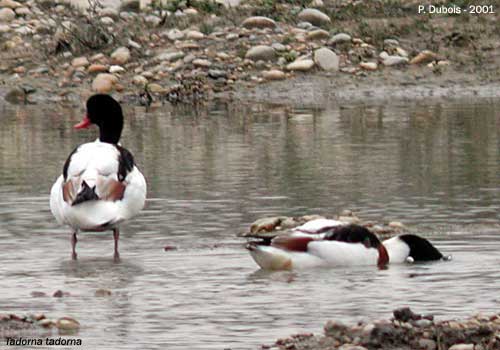 Tadorne de Belon (Tadorna tadorna)