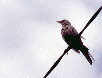 Merle noir (Turdus merula)