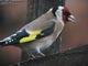 Chardonneret lgant (Carduelis carduelis)