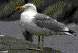 Goland argent (Larus argentatus)