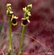 Ophrys d'Aymonin (Ophrys aymoninii)