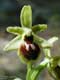 Ophrys virescens (Ophrys virescens)