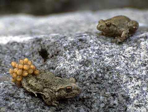 Alyte accoucheur (Alytes obstetricans)