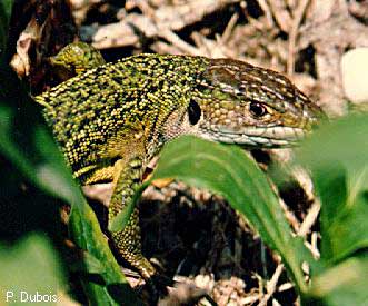 Lzard vert occidental (Lacerta (viridis) bilineata)
