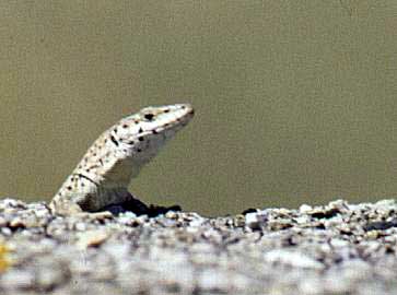 Lzard hispanique (Podarcis hispanica)