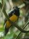 Trogon  queue blanche (Trogon viridis)