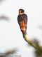 Faucon des chauve-souris (Falco rufigularis)